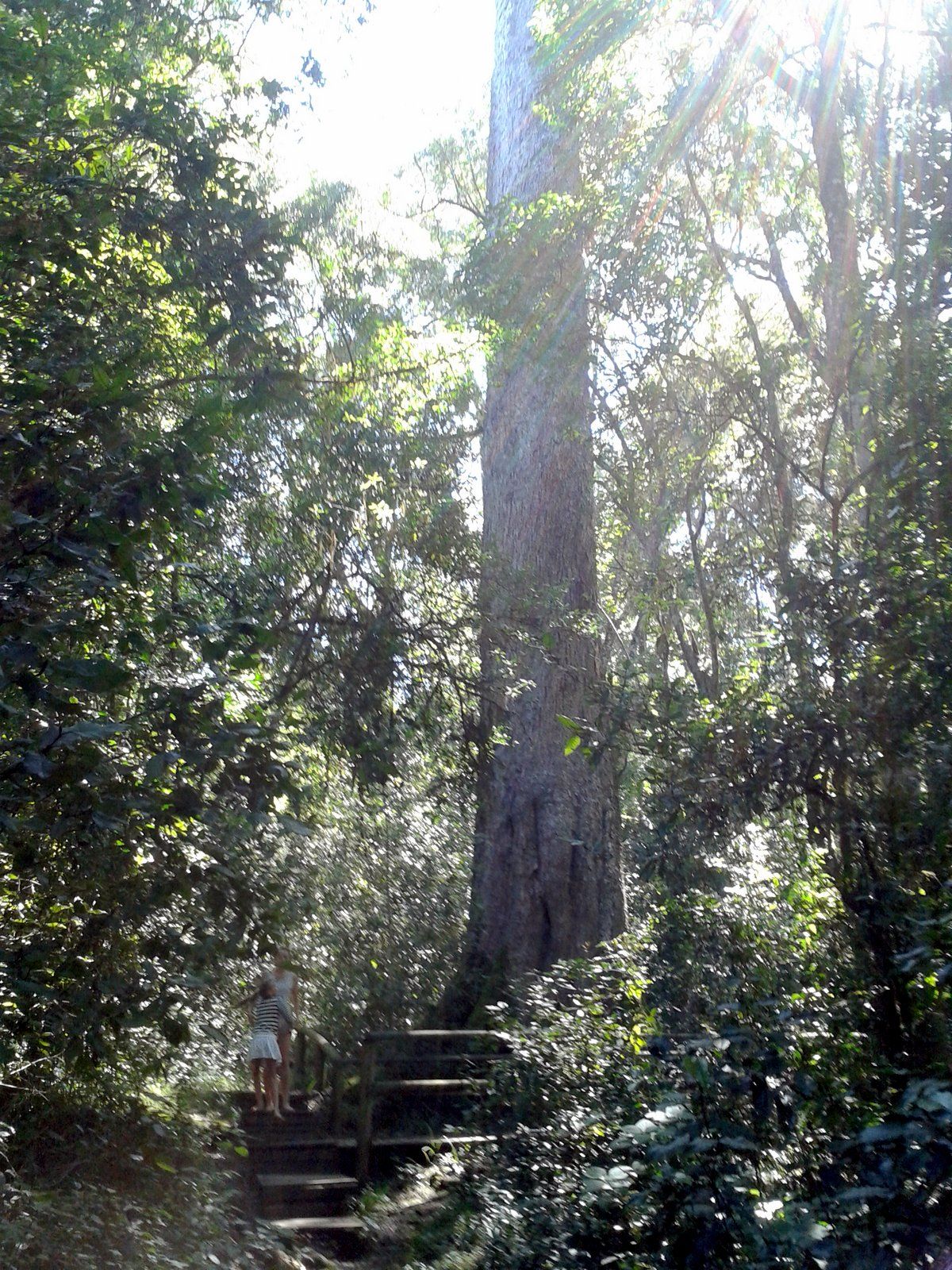 Outeniqua Hiking Trail