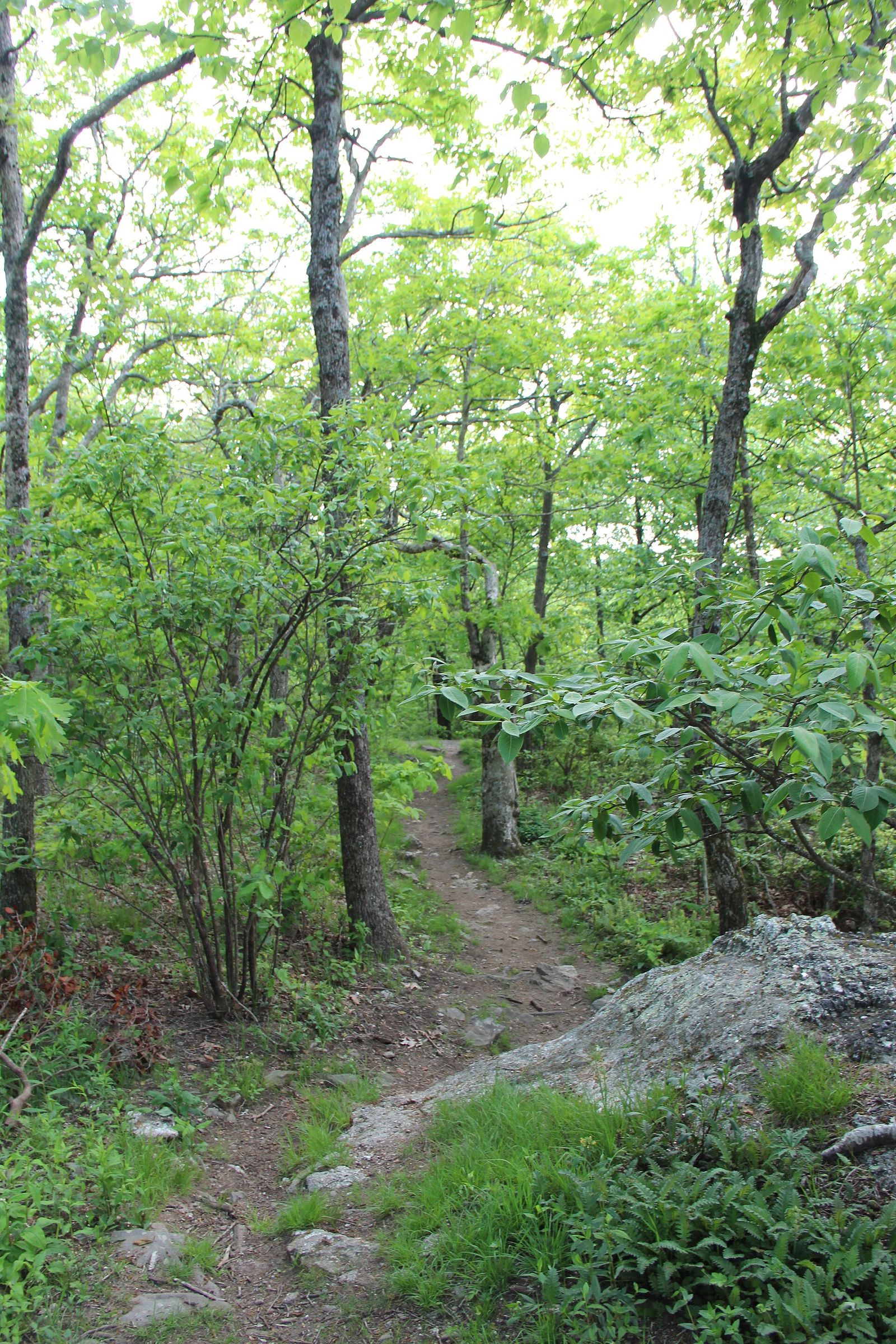 Appalachian Trail (Georgia Start)