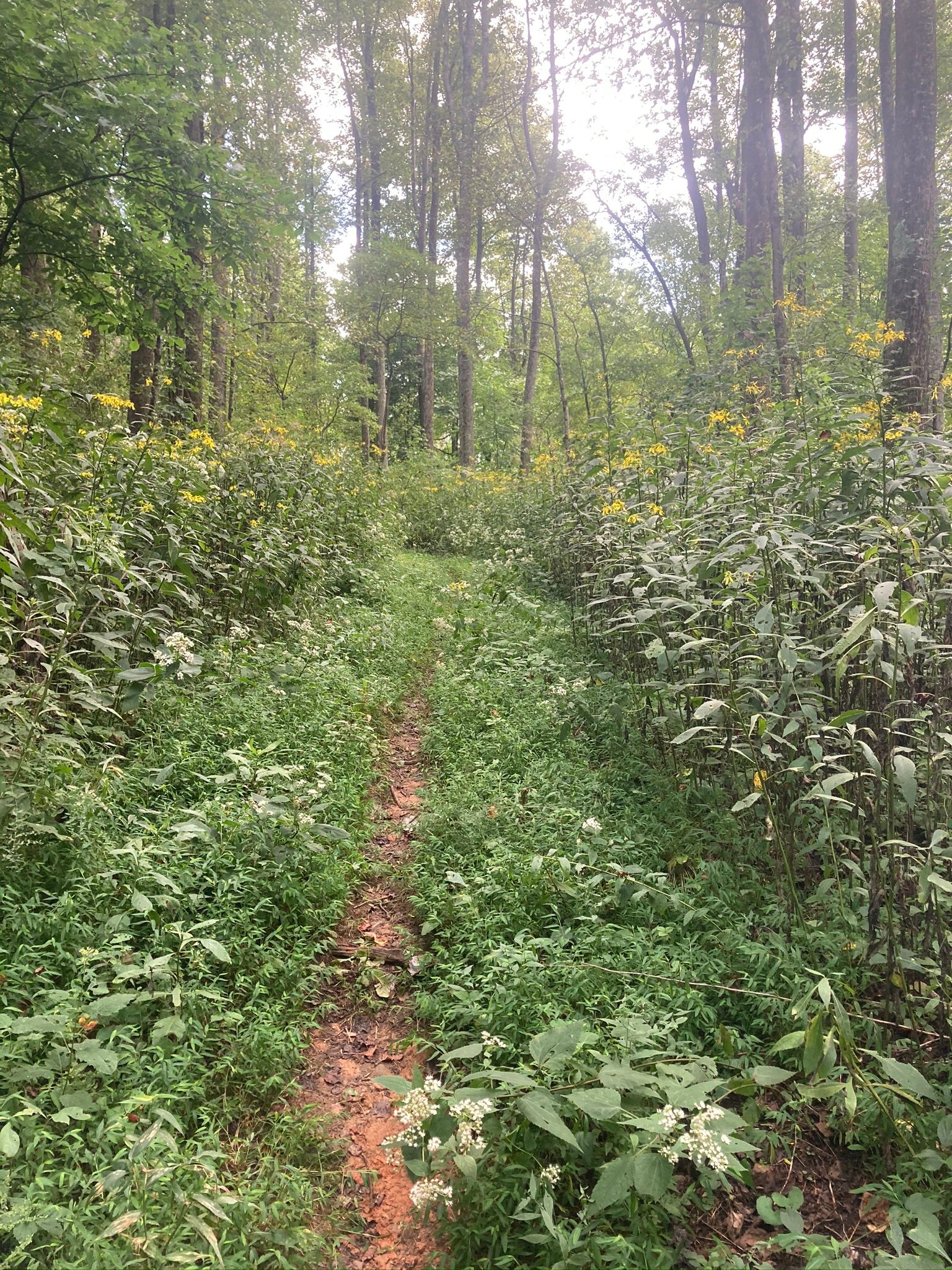 Misty Mountain Trails