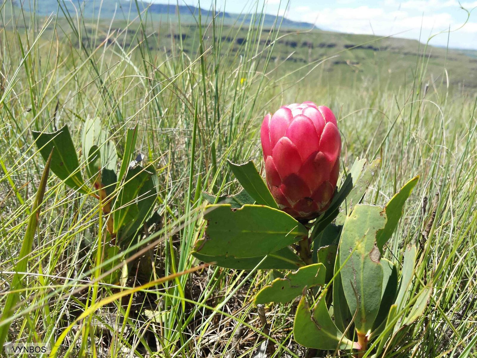 Giant’s Cup Hiking Trail