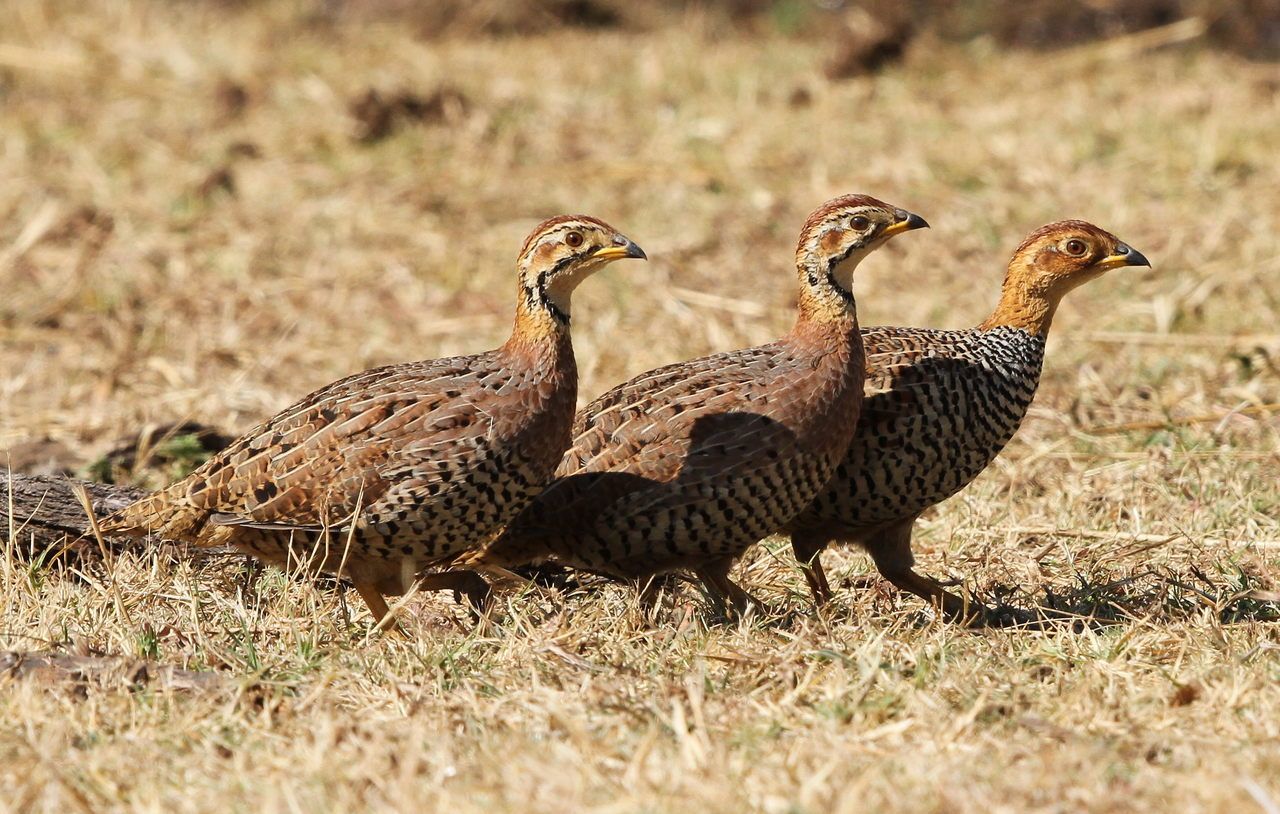 Polokwane Game Reserve