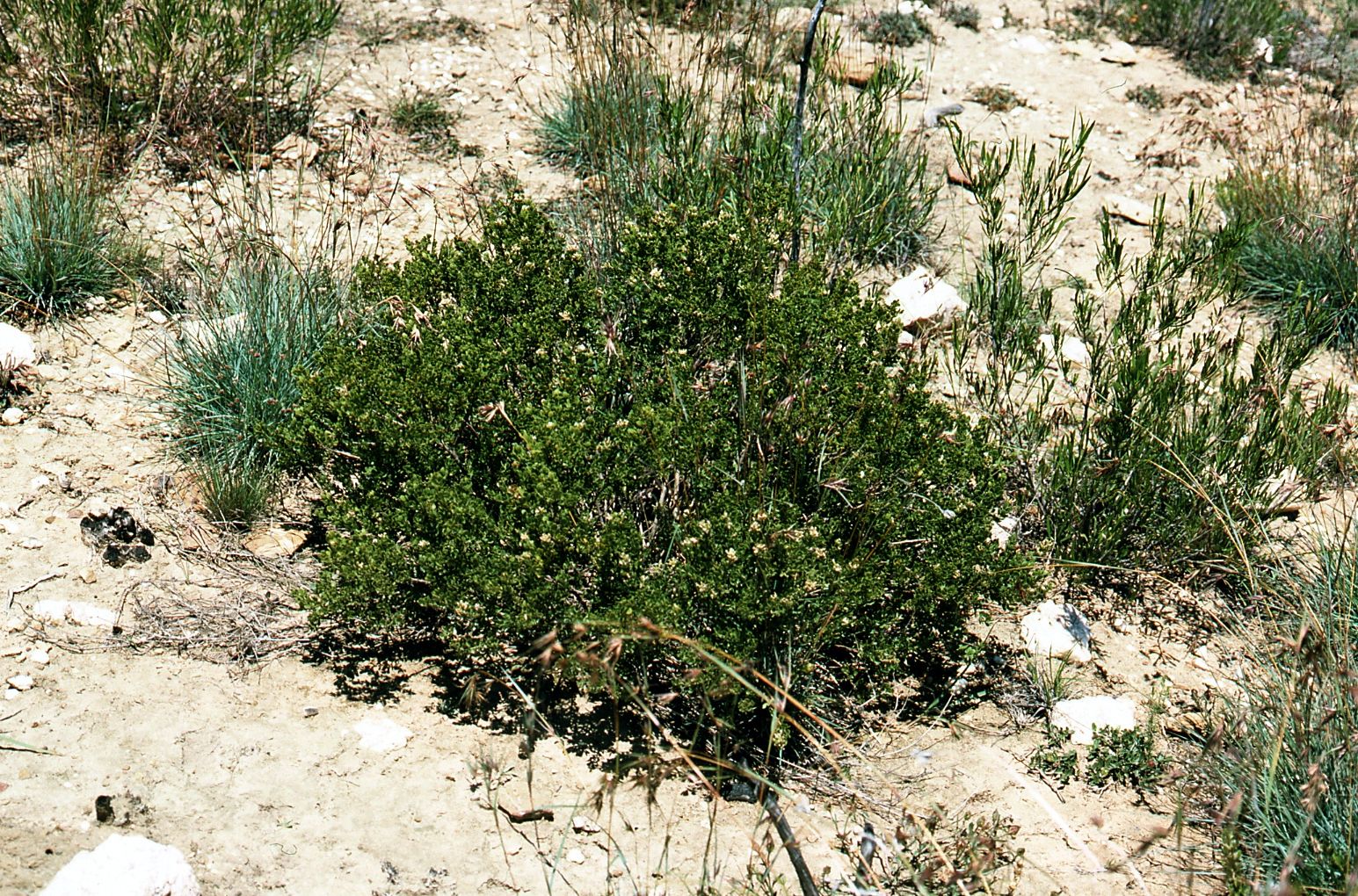 Swartberg Hiking Trail